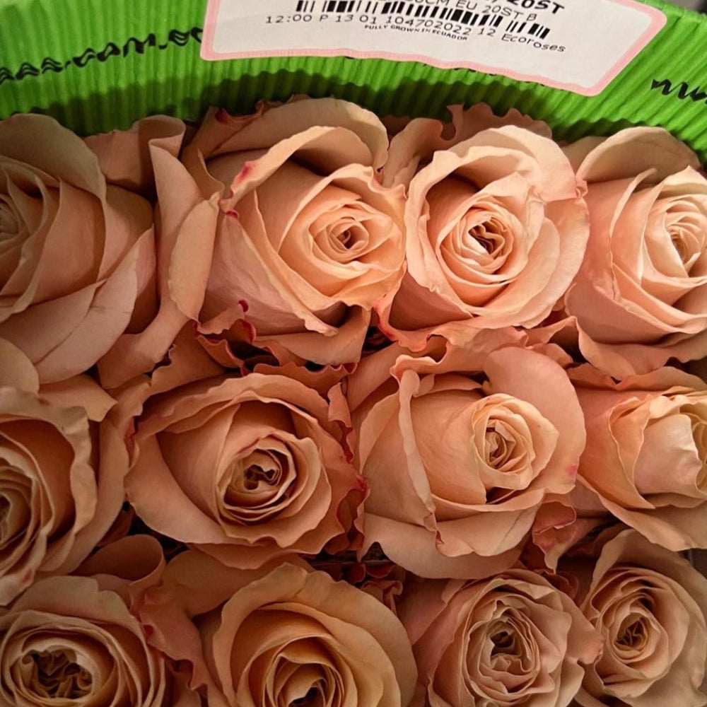 Large-headed Peach Shimmer import roses 60cm, 10 stems, perfect for Valentine’s Day, weddings, and premium bouquets, delivered ready to use