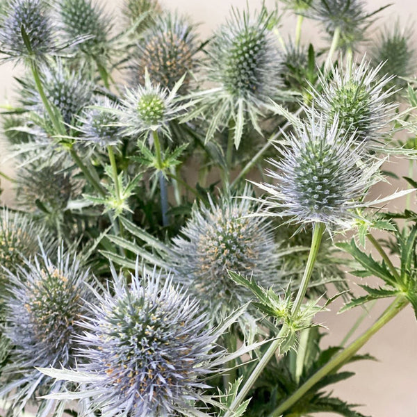 A detailed macro shot of a single UK-grown Eryngium Anita flower head, showcasing its large, intricate teasel shape and soft silver-green thistles.