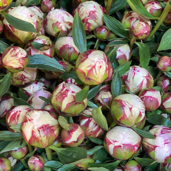 A wholesale bunch of 10 British-grown Sarah Bernhardt pink peonies in tight, firm closed bud stage, showcasing clean 50cm sturdy stems and fresh green foliage.