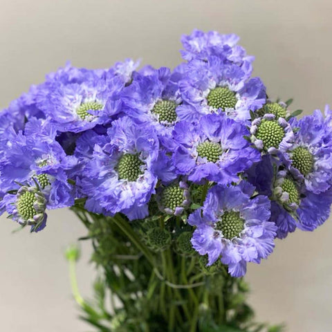 Scabious - Blue 'Stafa' - Bundle 30 Stems (48p)
