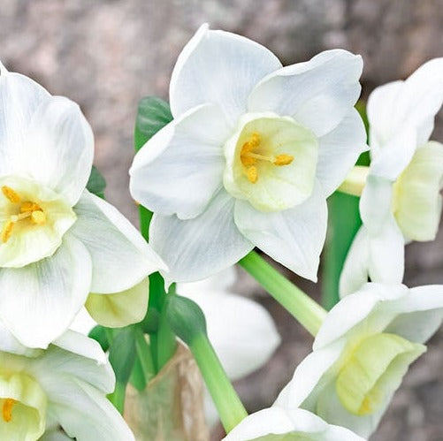 narcissi daffodil white