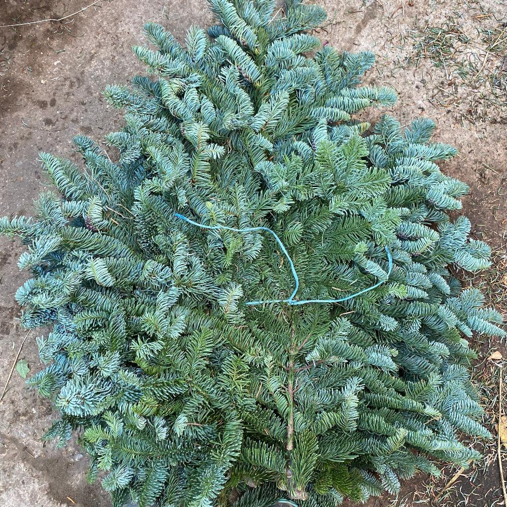 Close-up of a single cut branch of Scottish Noble Pine showing dense, soft blue-green needles and sturdy stem.