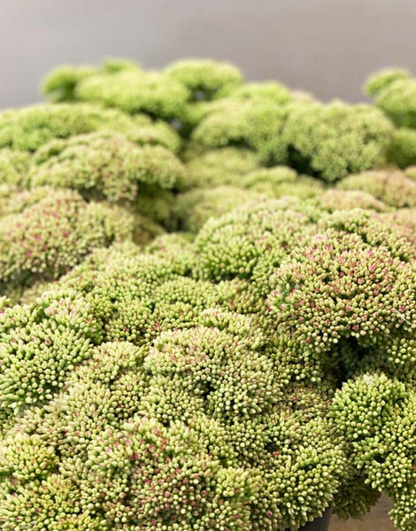 Sedum - Bundle of 30 stems