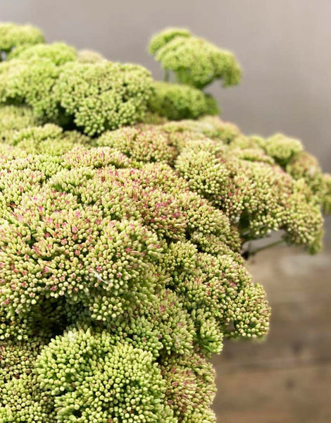 Sedum - Bundle of 30 stems