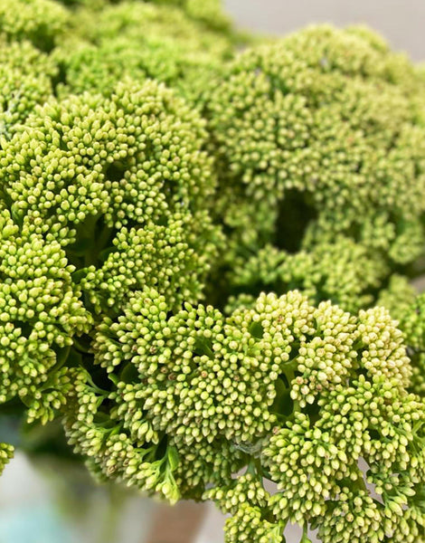 Sedum - Bundle of 30 stems
