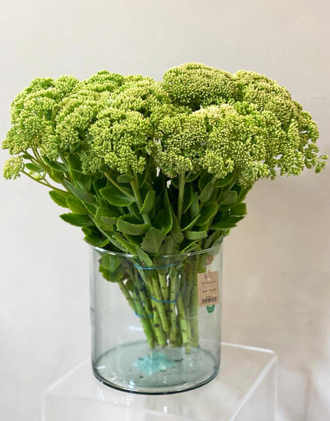 Sedum - Bundle of 30 stems