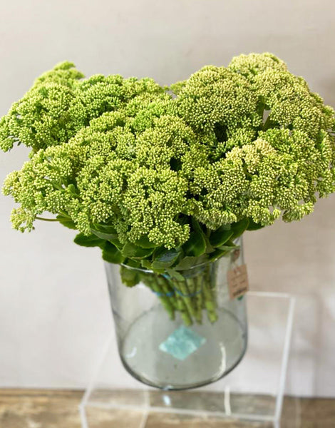 Sedum - Bundle of 30 stems