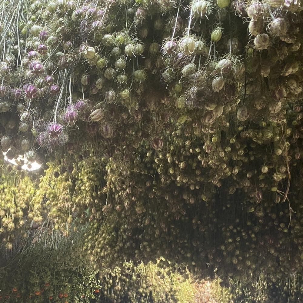 Bundles of Lincolnshire Nigella pods hanging upside down to dry in a well-ventilated space, showcasing the professional preservation process at Evolve Ltd.