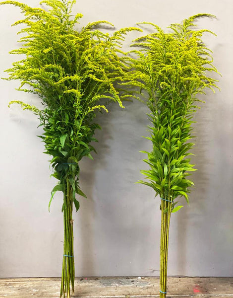 IMPORT - Solidago Carzan Glory x 5 stems