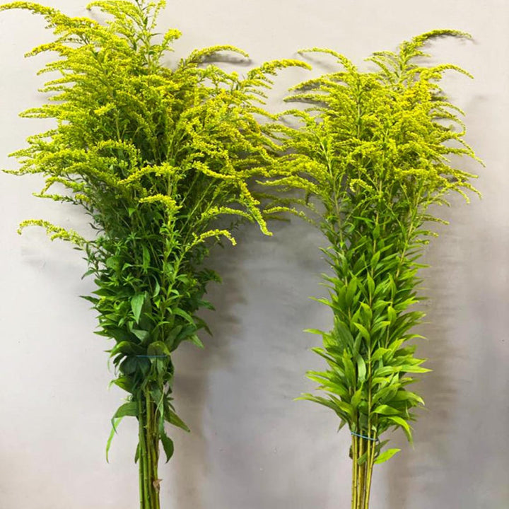 Two fresh bunches of 10 British-grown Solidago stems showing 65cm stem length and feathery plumes