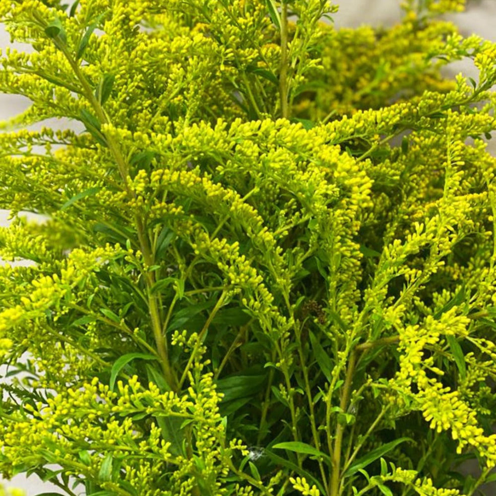 Close-up shot of feathery lime-yellow Solidago Goldenrod plumes showing soft texture.