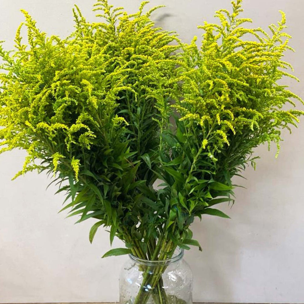 Cambridgeshire-grown lime yellow Solidago stems styled in a clear glass vase