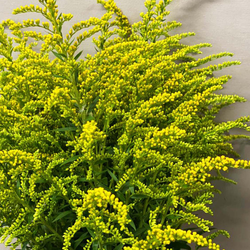 Full length 65cm stems of Cambridgeshire-grown Solidago showing leafy green stems and yellow tops