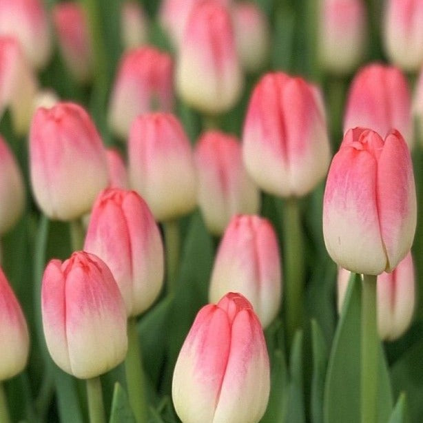 pink super model tulips UK grown