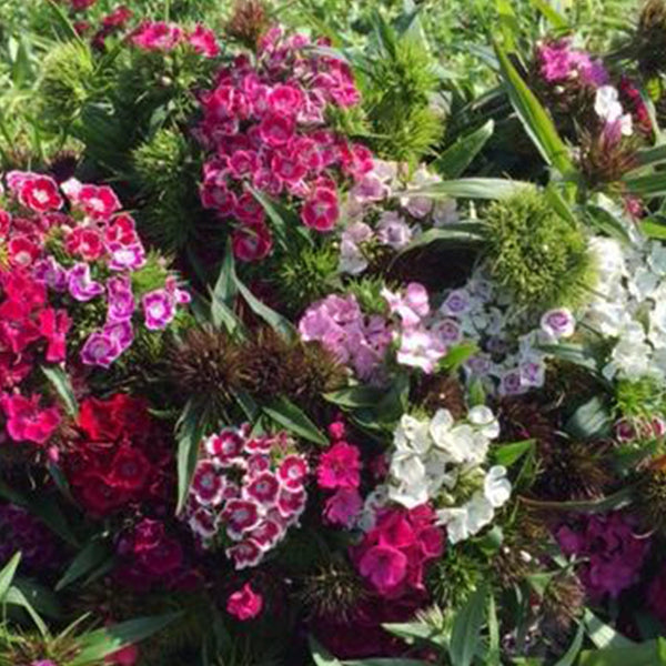 Sweet Williams **BUMPER**Bundle of 5 Bunches (£1.65 per Bunch)