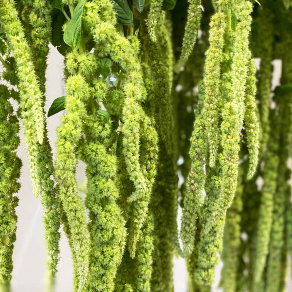 Amaranthus Trailing Green 10 stems **Limited Edition**(85p)