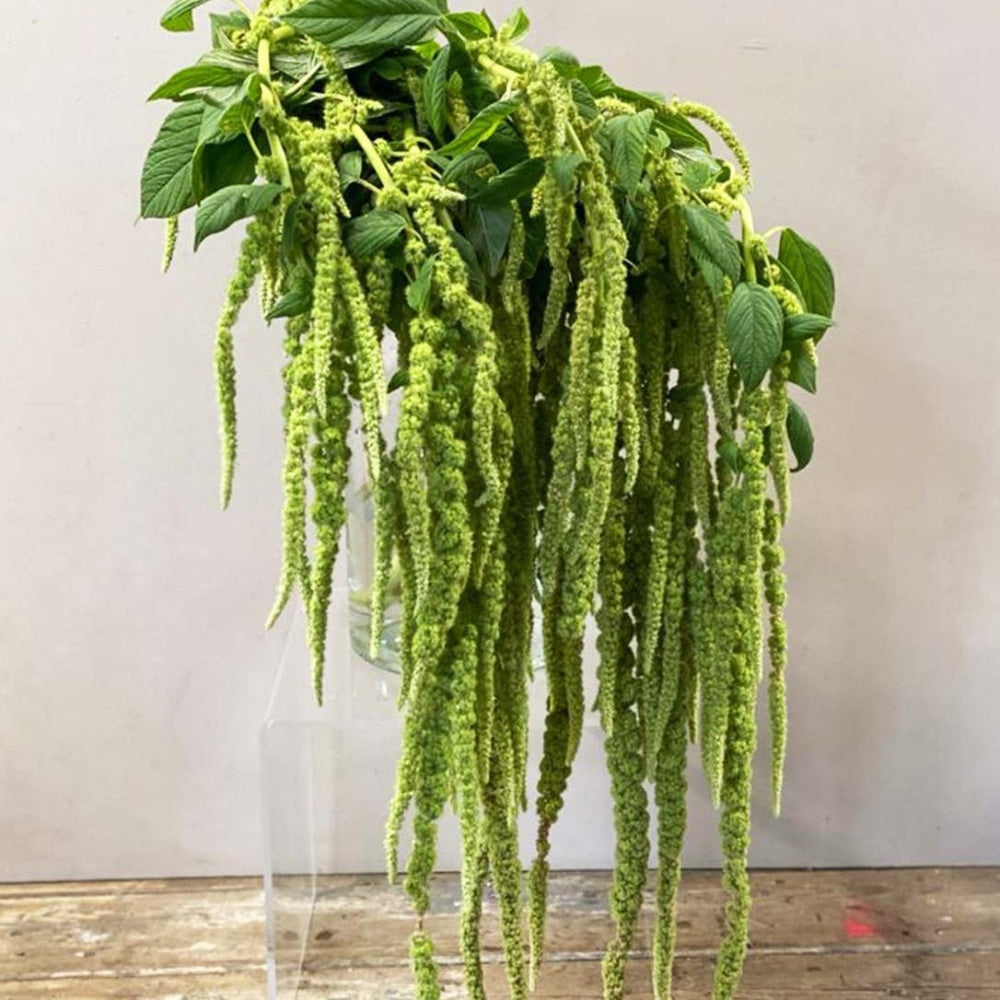 wholesale green amaranthus UK grown