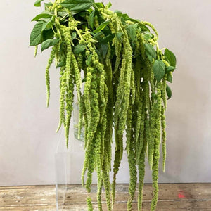 Amaranthus Trailing Green 10 stems **Limited Edition**(85p)