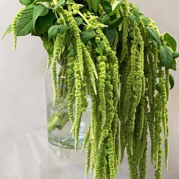 Amaranthus Trailing Green 10 stems **Limited Edition**(85p)
