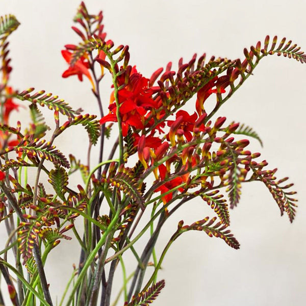 side profile view of individual red crocosmia stems, highlighting the unique curved structure, intense colour contrast, and structural elegance ideal for floristry.