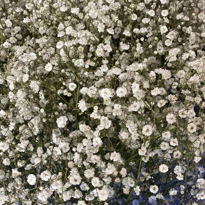 Mass of white Gyp flowers with a blue background