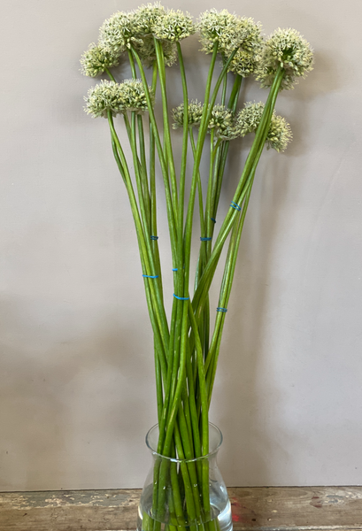Stems of Allium Mount Everest in a tall glass vase, showcasing their 60cm height and clean, architectural white blooms against a neutral background.