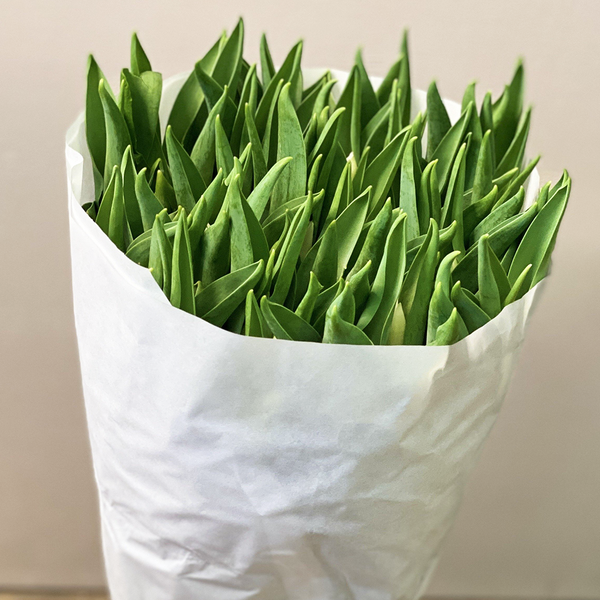Tulip - White - Bundle of 50 stems