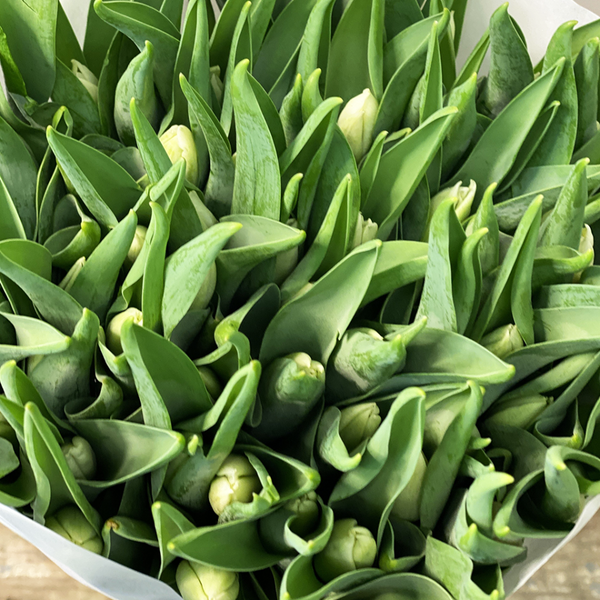 white wedding tulips