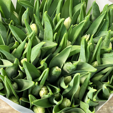 Tulip - White - Bundle of 50 stems