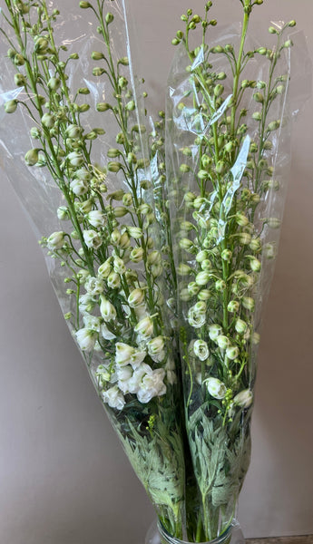 Abunch of 10 British-grown white delphinium spires, showing the elegant florets and tall glasshouse-grown stems.