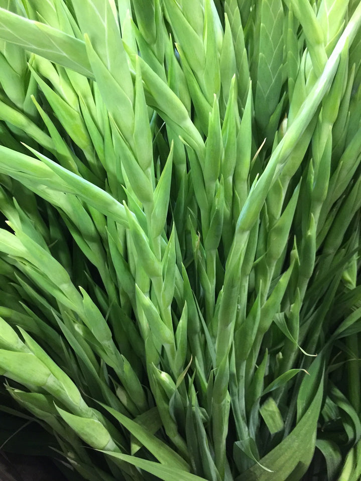 Close-up detail of fresh green white gladioli stems, showing the thick stalks and tightly packed, elegant flower buds.