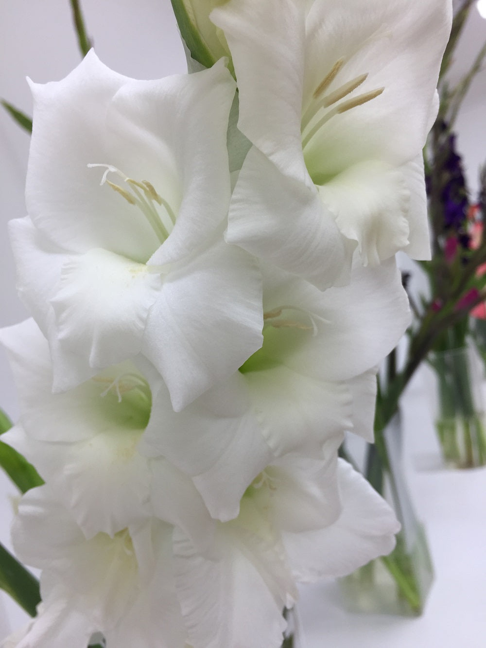 Macro close-up of a single white gladiolus flower in bloom, highlighting the soft, pure white ruffled petals and green background.