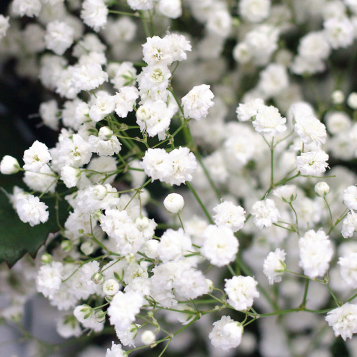 A detailed macro close-up of opening white Gypsophila blossoms and fresh buds, highlighting the airy, delicate texture of the flower heads.