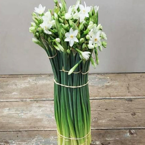 Narcissi - Paperwhite Bundle of 100 stems 40-45cm