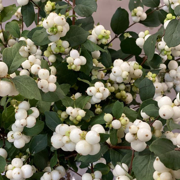 Snowberry - White - Bunch of 10