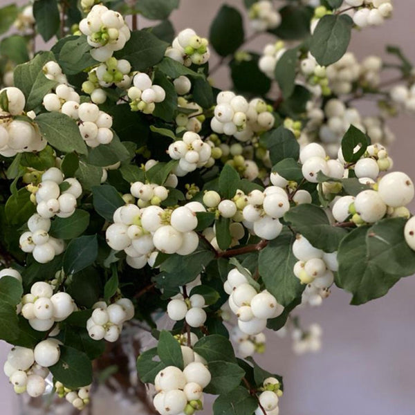 Snowberry - White - Bunch of 10