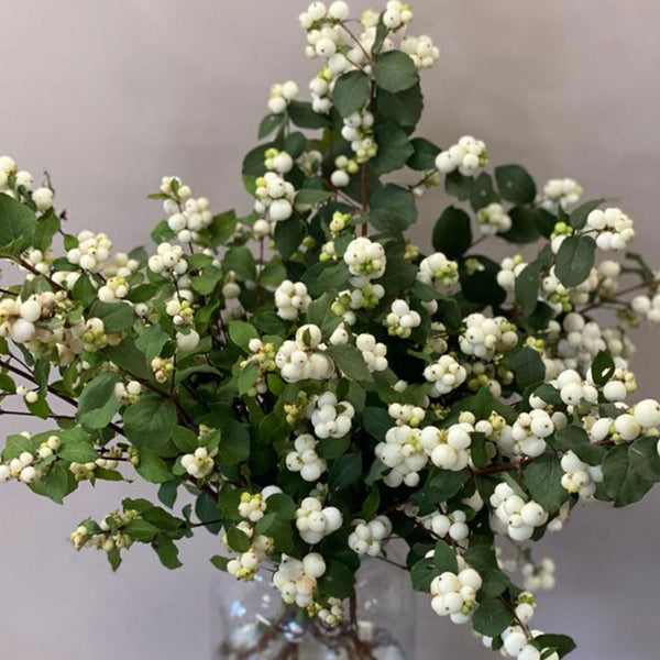 Snowberry - White - Bunch of 10