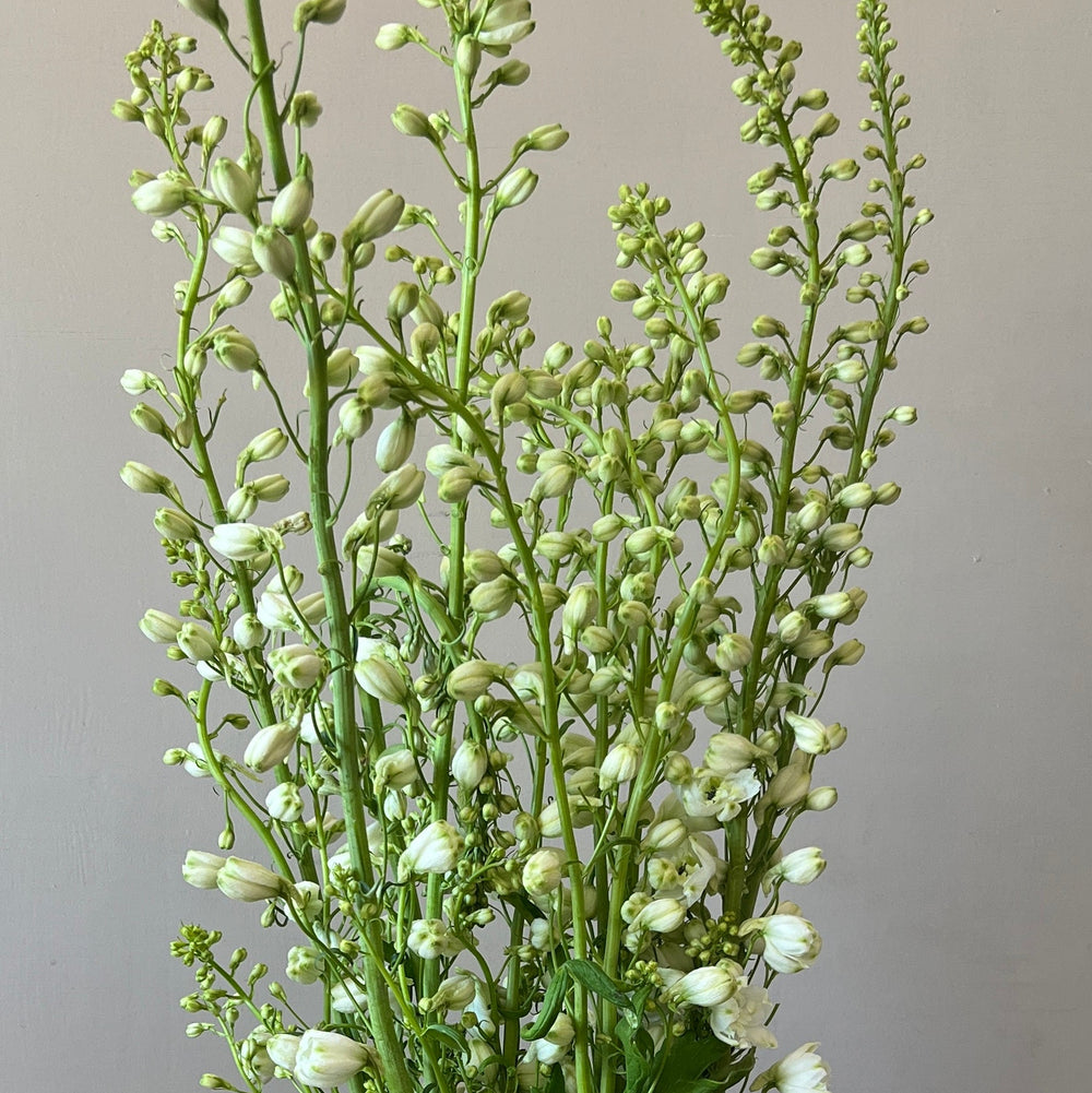A wholesale bunch of short White Spires Delphiniums arranged in a clear glass vase, showcasing the 55-60cm stem length and crisp white florets.