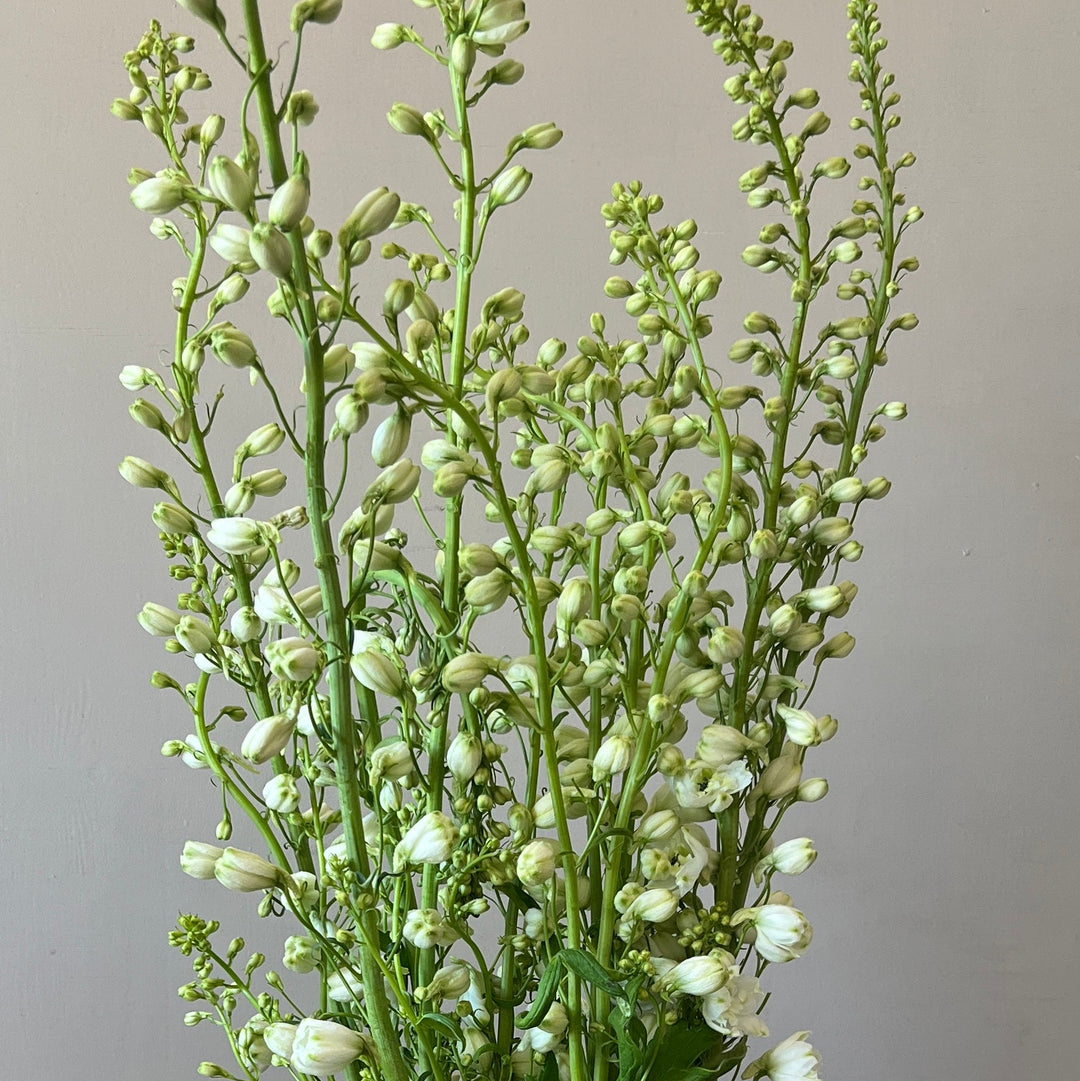 A wholesale bunch of short White Spires Delphiniums arranged in a clear glass vase, showcasing the 55-60cm stem length and crisp white florets.