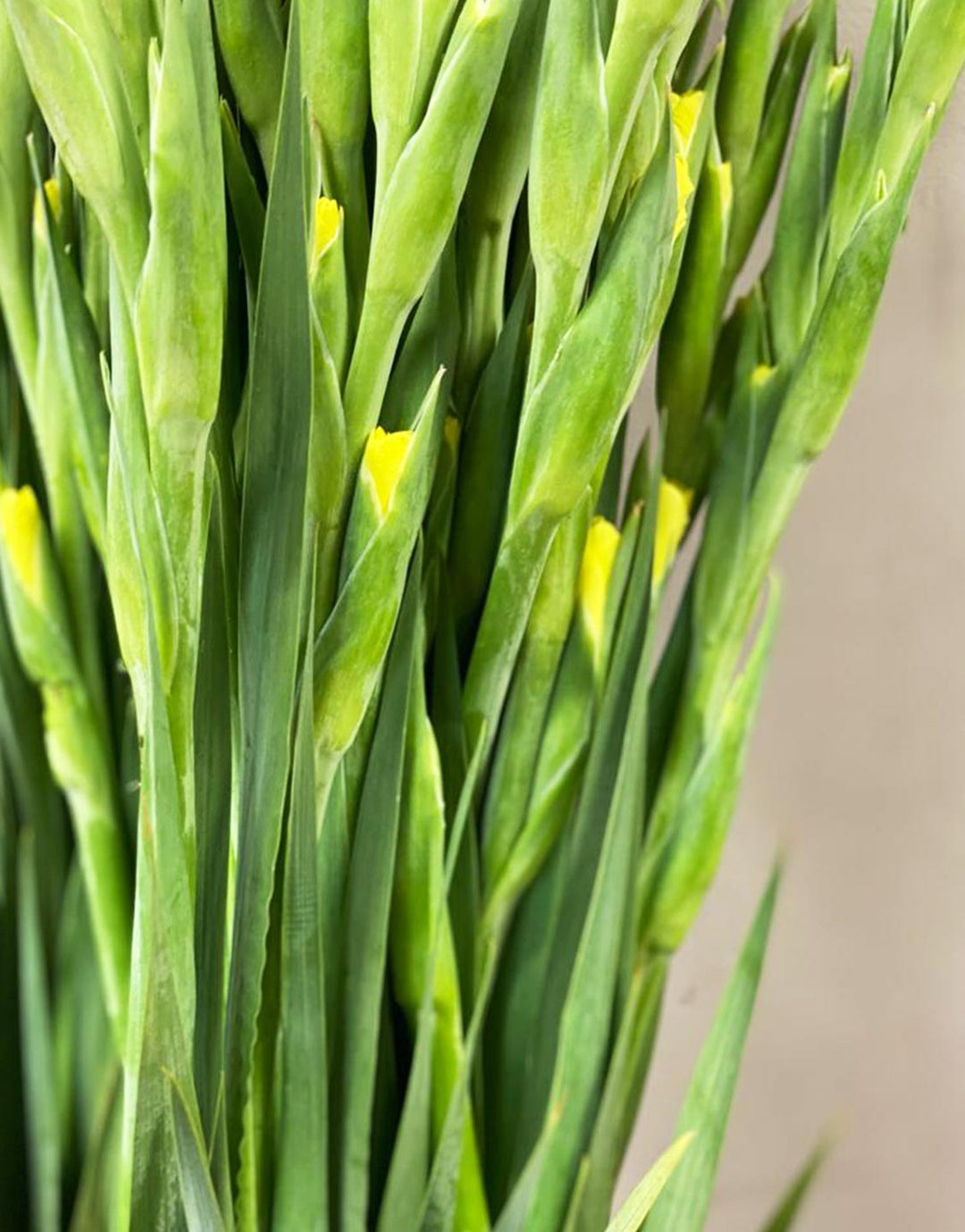 A close shot of a fresh bundle of yellow gladioli held together, showing their straight, sturdy stems and dense flower spikes.